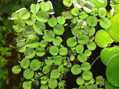 Lantejoulas de água