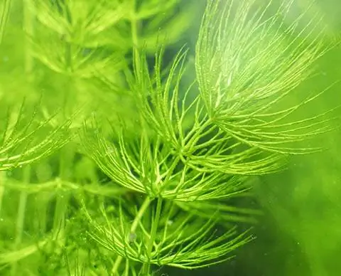 Heirloom Garden 2 ჭიქა Hornwort