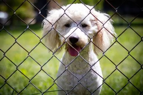 Miniatyr Goldendoodle klockor bakom ett Chain Link-stängsel