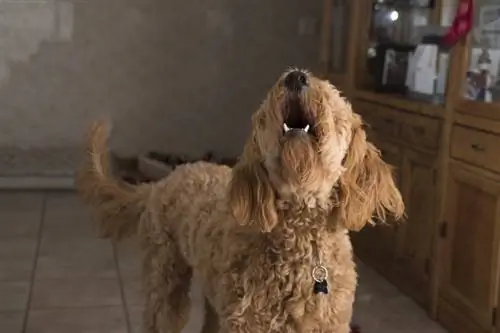 Goldendoodle skällande