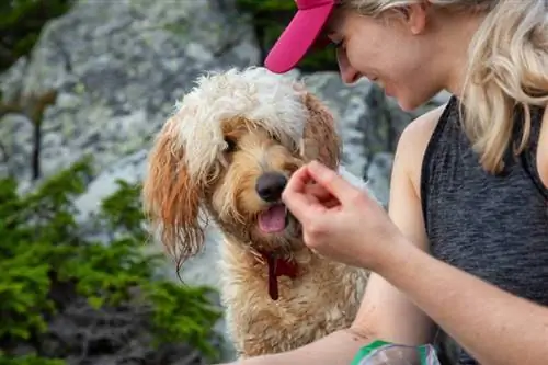 vrouwelijke wandelaar brengt tijd door met haar gouden labradoodle-hond in de natuur en geeft traktaties