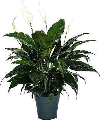 15 Peace Lily Մաքուր օդի գործարան