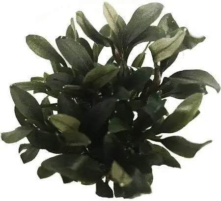 4Bucephalandra Qırmızı Mini Toxuma Mədəniyyəti Kuboku