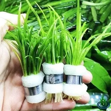 9Dwarf Sagittaria Subulata