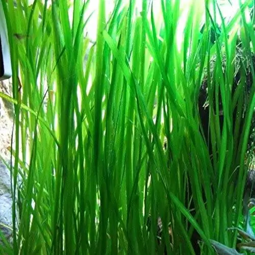 oerwoud vallisneria