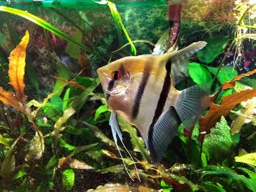 7 geriausi akvariumo augalai, skirti Angelfish 2023 m.: Atsiliepimai & Populiariausi pasirinkimai