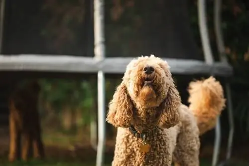 poedel golden retriever blaf