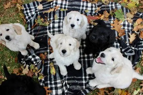 Goldendoodle-Hundewelpen im Freien während der Herbstsaison