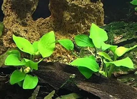 Anubias