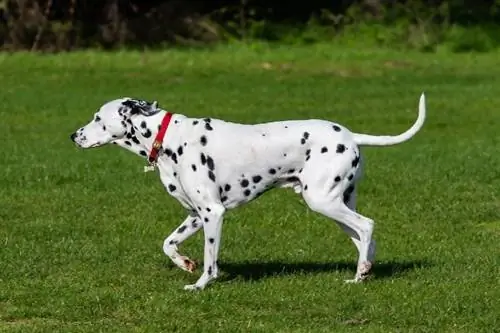 Dalmatian akitembea nje