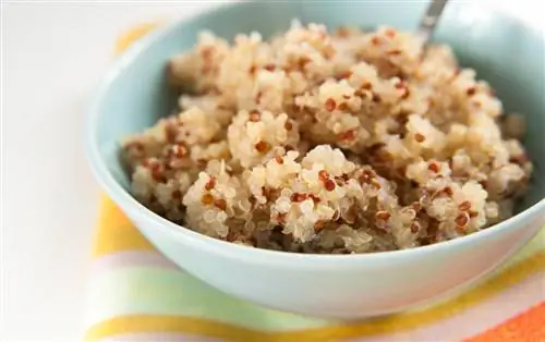 Quinoa merah dan bijirin penuh untuk anjing