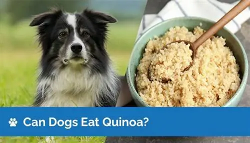 ¿Pueden los perros comer quinoa? Información nutricional & Guía de seguridad