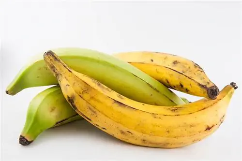 ntsuab thiab daj plantains