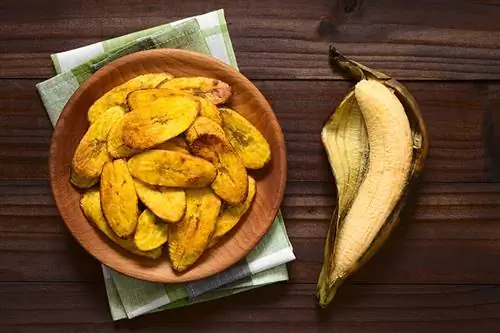 Bolehkah Anjing Makan Pisang? Adakah Plantain Selamat untuk Anjing?