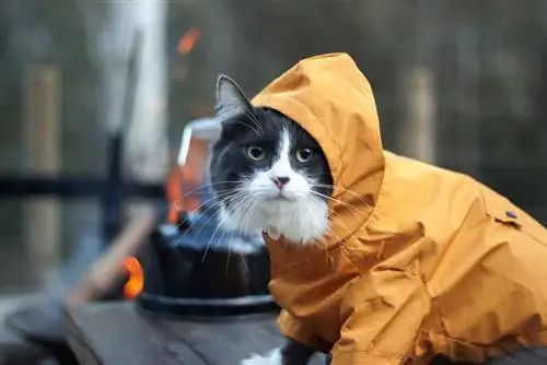 chat portant un sweat à capuche jaune assis sur la table