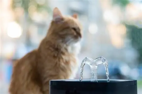 ang pusa ay umiinom ng sariwang tubig mula sa isang electric drinking fountain