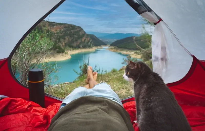 Camping kissojen kanssa: 12 vinkkiä & temppuja