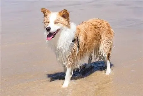 Red border collie na tinatangkilik ang beach