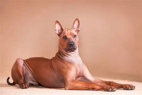 Red thai ridgeback na nakaupo sa sahig