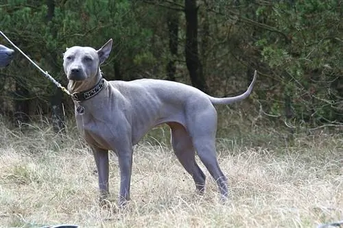 Blue Thai Ridgeback