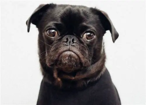 pug đen