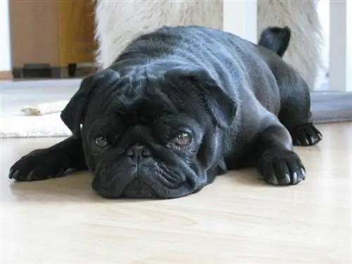 pug đen nhổ trên sàn nhà