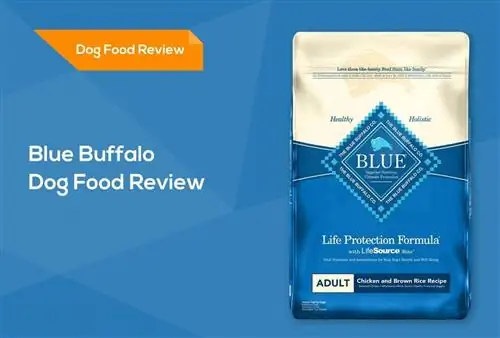 Blue Buffalo Dog Food Review 2023: Tilbakekallinger, fordeler & Ulemper