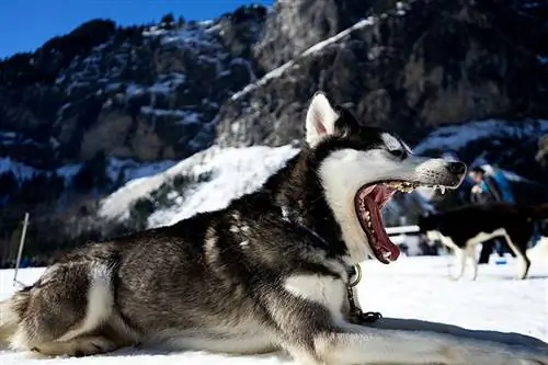 răspuns flehmen câine husky