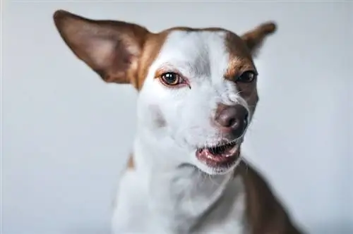 Wat is de reactie van Flehmen bij honden: wat is het & Waarom doen ze het?