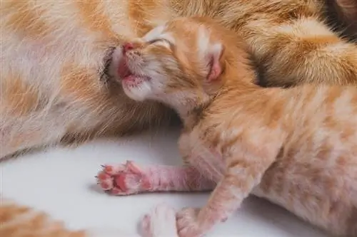 un gatet acabat de néixer beu la llet de la seva mare