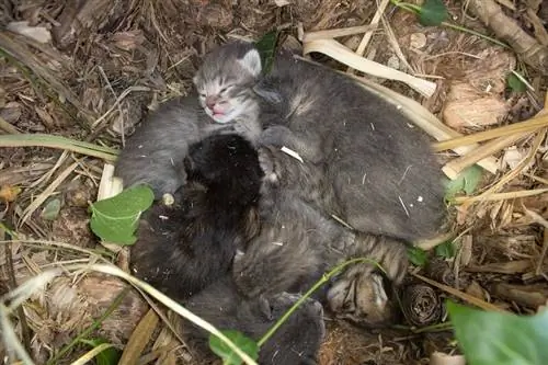 küçük bir yenidoğan grubu_bobcats_rests_among_the_damp_earth_and_dry_vegetation_waiting_for_their_mother_rescue_of_abandoned_kittens_on_the_outskirts_of_the_city_alberto_cb_shutterstock