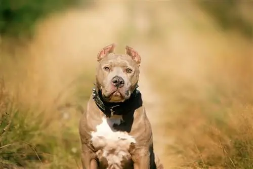 Terrier amerikan Pitbull