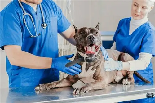 Pitbull examinado por veterinário