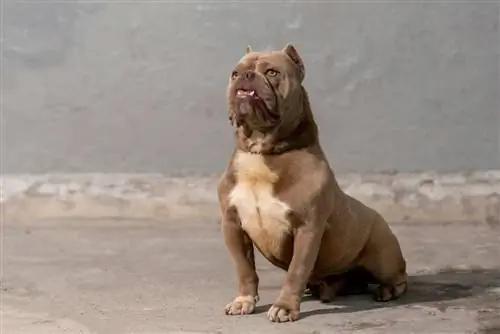 cão valentão americano