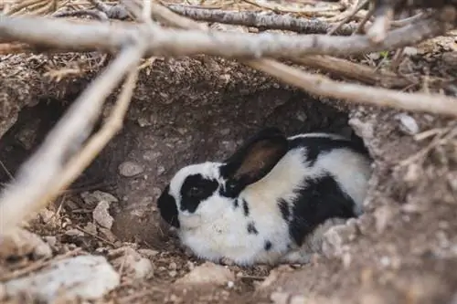 ארנב שחור ולבן יושב בתוך חור מתחת לשיח