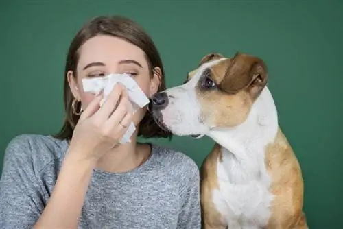 nainen aivastaa kudokseen koiran allergioiden vieressä