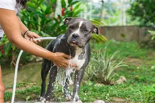 pitbull bañándose