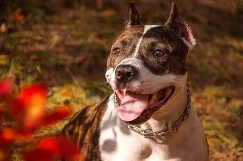 pit-bull assis en plein air