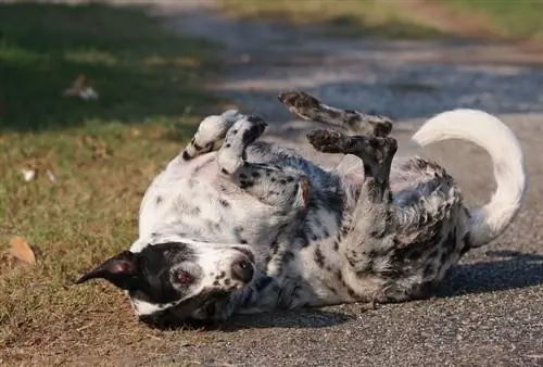 svart och vit hund som rullar i marken