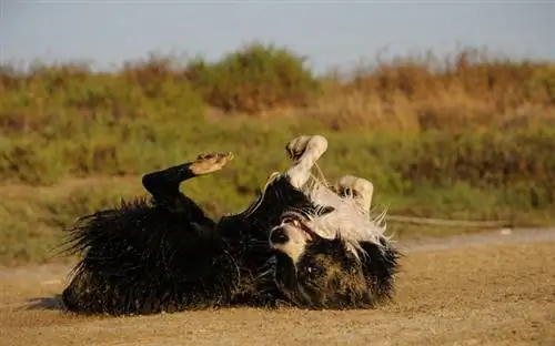 ¿Por qué los perros ruedan en la tierra? Explicación del comportamiento canino & Preguntas frecuentes