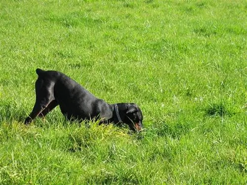 doberman kazma