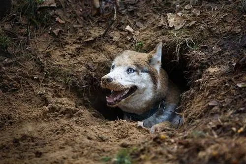 Hvorfor graver hunde huller og ligger i dem? Topårsager & Hvad skal man gøre