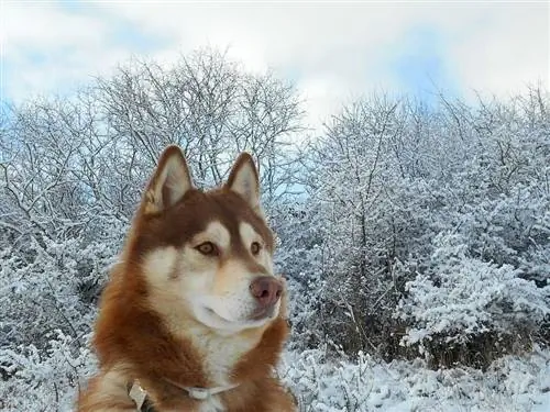 Malamute Alaska