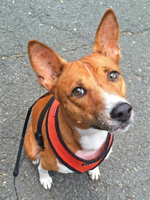 basenji