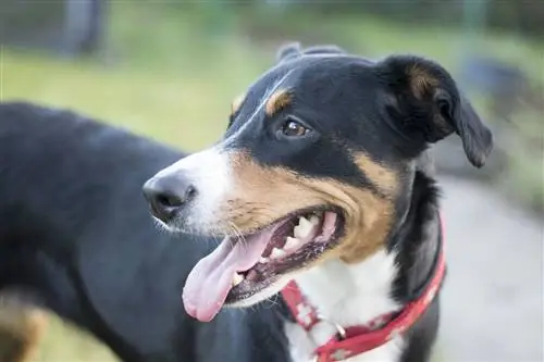 appenzeller sennenhund