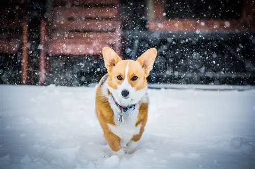 Pembroke Welsh Corgi