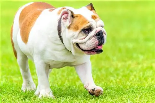 engelsk bulldog