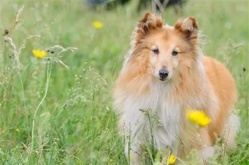 shetland sheepdog