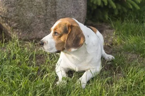 English Pointer