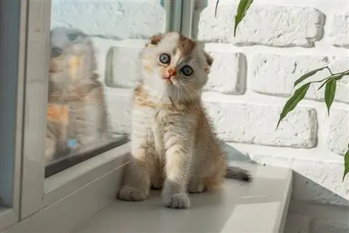 chinchilla kitten